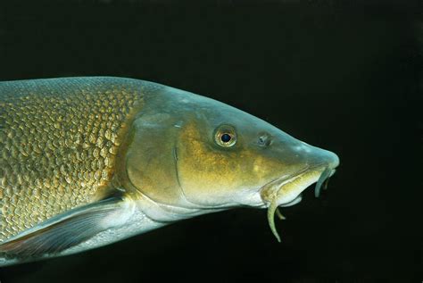 barbau|Barbeau (poisson) — Wikipédia